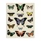 Stupell Industries Varied Vintage Butterflies Canvas Wall Art Design by Susan Arnot